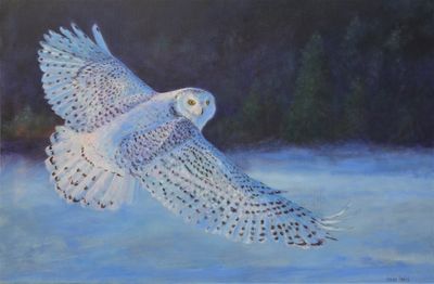 8- Harfang des neiges au crpuscule 24 x 36 po. - 61 x 91 cm