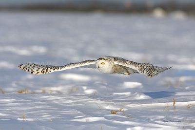 Nape-of-the-Earth Snowy Flight