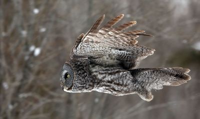 Fun With Ducks and Birds ----------------------- Ravissement avec les canards et les oiseaux --------