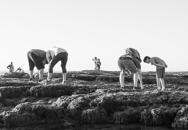 Exploring the Tide Pools 2
