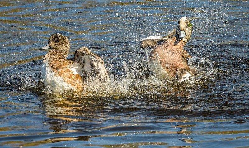 Lagoon Birds