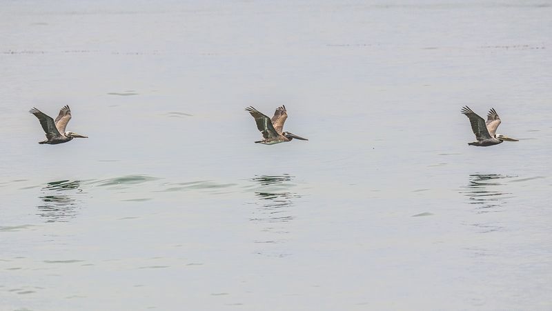 Precision Flying