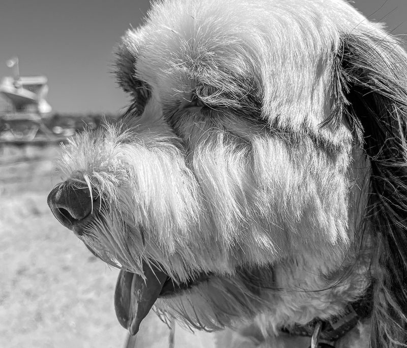 Dog Days of Summer