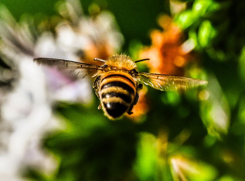 Flight of the Honeybee 3
