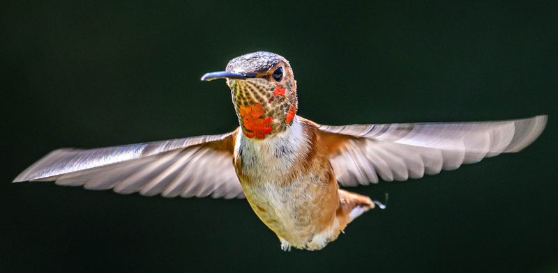 Hovering Hummer