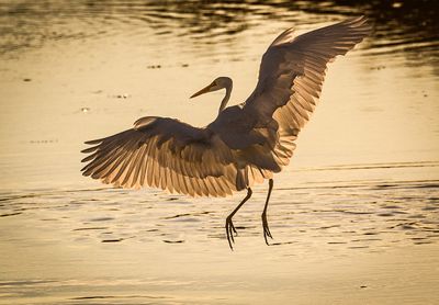 Egret Silhouette