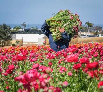 Working the Fields