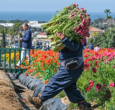 Labor and Leisure in the Flower Fields