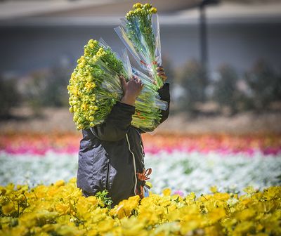 Working the Fields