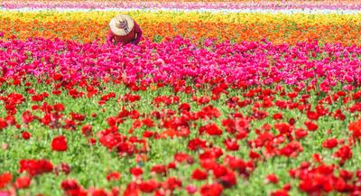 Working the Flower Fields