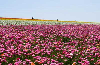 Working the Flower Fields