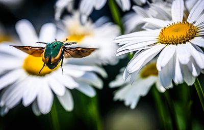 The Beetle and the Daisies