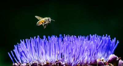 Honeybee and Artichoke Flower