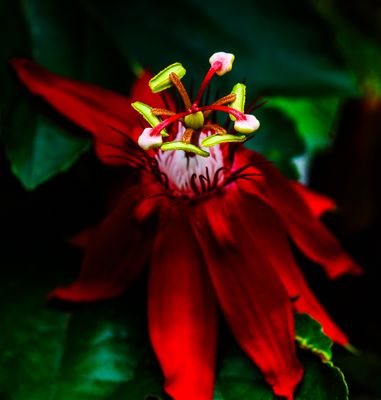 Passion Flower