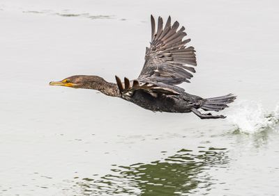 Cormorant Take-Off