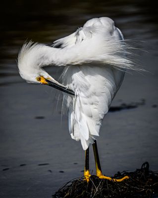 Preening