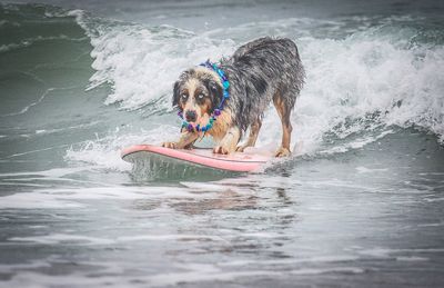 Surf's Up Dawg