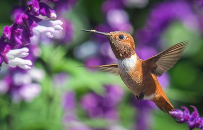 Allen's Hummingbird