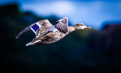 Female Mallard In Flight