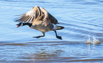 One Angry Goose