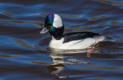 Lagoon Birds