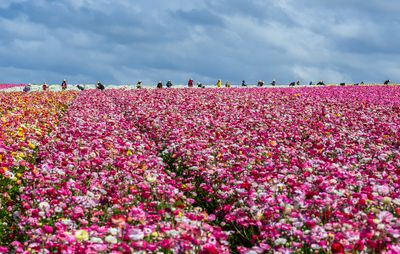 The Flower Fields:  The Production Line