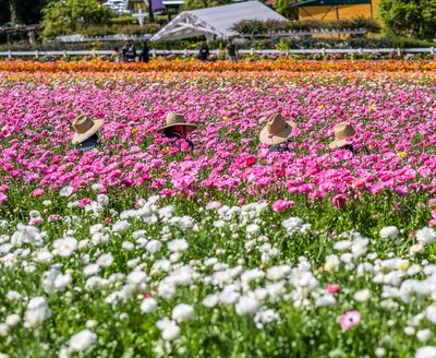 The Flower Fields:  Lunchtime