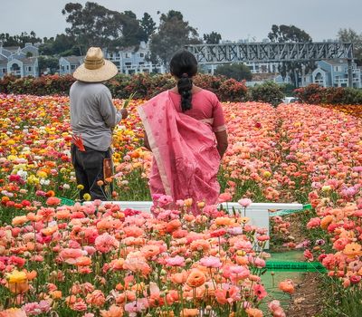 The Flower Fields:  The Worker and the Tourist