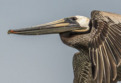 Pelican Headshot