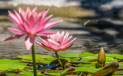Cruising the Lily Pond