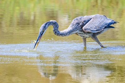 A Photo Session with a Great Blue Heron