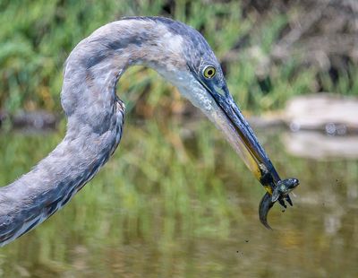 A Photo Session with a Great Blue Heron