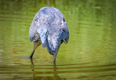 A Photo Session with a Great Blue Heron