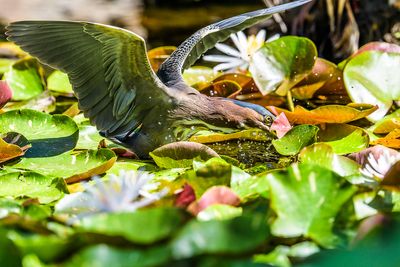 Fishing in the Lily Pond