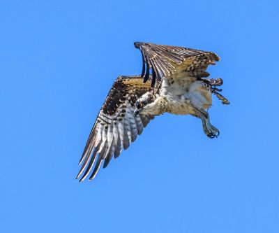 Osprey