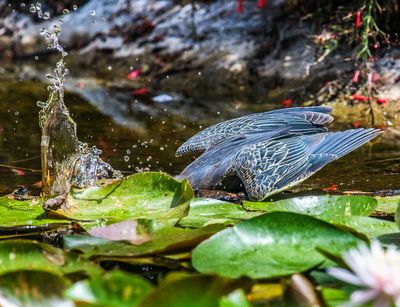 Fishing in the Lily Pond