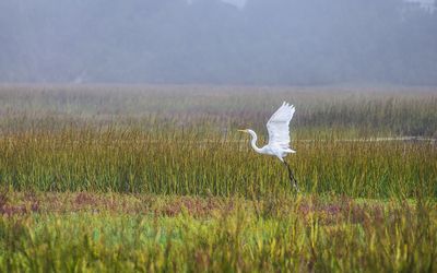 The Lagoon on a Foggy Morning