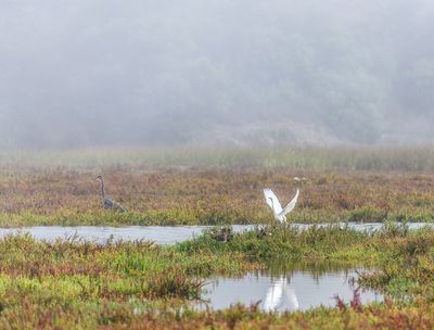The Lagoon on a Foggy Morning