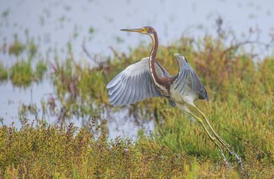 The Takeoff