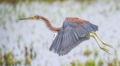 Tricolored Heron