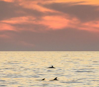 A Dolphin Sunset