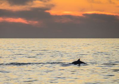 A Dolphin Sunset II