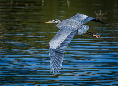 Great Blue Heron