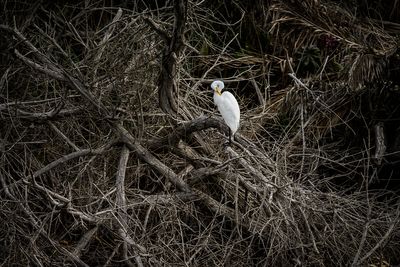 Egret in a Dead Tree