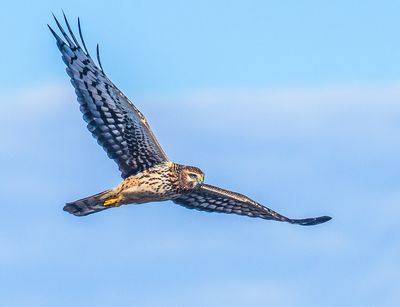 Northern Harrier