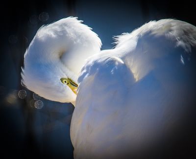 Preening