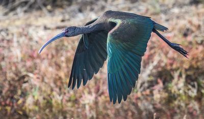 Ibis in Flight