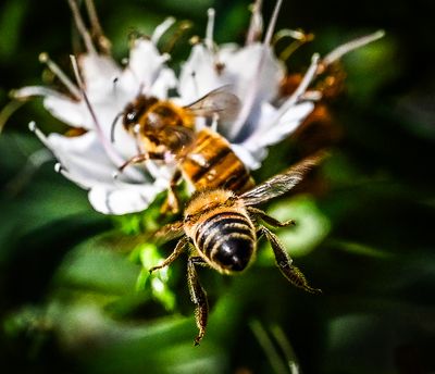 Flight of the Honey Bee