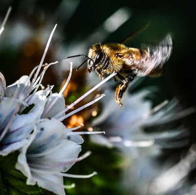 Flight of the Honeybee 2