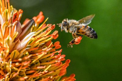 Flight of the Honeybee 4